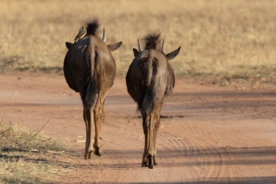 Common wildebeest or Gnu (Connochaetes taurinus) two adult animals walking on a dirt road in savannah grassland, Limpopo, South Africa