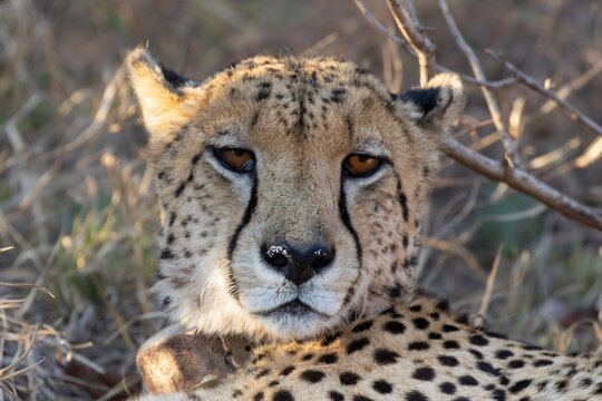 Cheetah (Acinonyx jubatus) adult big cat animal resting in a savannah grassland, Limpopo, South Africa