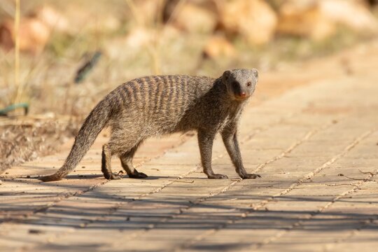Banded mongoose (Mungos mungo) adult animal on a path, Limpopo, South Africa