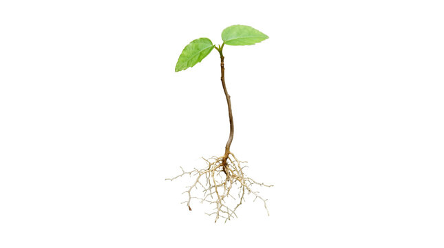 A young plant with visible roots and a single green leaf is displayed on transparent background seedling sprout sapling plantlet root system