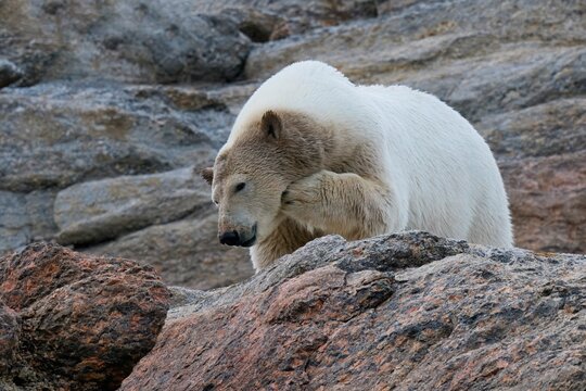 Female Polar bear scratching its head, Parry Island, Svalbard Archipelago, Norway