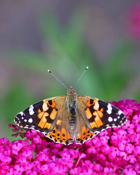 Cabbage white butterfly (Vanessa cardui) on a buddleia (Buddleja davidii) flower, wings closed, upper side of wings, close-up, wildlife, insects, butterflies, diurnal butterflies, Wilnsdorf, North Rhine-Westphalia, Germany
