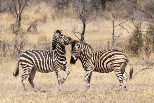 Cape mountain zebra (Equus zebra zebra) two adult animals fighting in a savannah grassland, Limpopo, South Africa