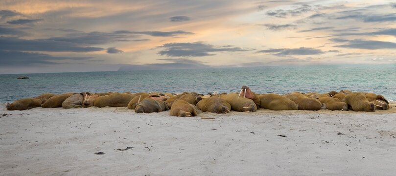 Walrus (Odobenus rosmarus) colony on sandy beach, Smeerenburg, Amsterdam Island, Svalbard Archipelago, Norway
