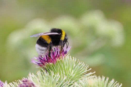 Large earth bumblebee (Bombus terrestris), on a flower of the field thistle (Cirsium arvense), Wilnsdorf, North Rhine-Westphalia, Germany