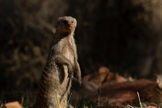 Banded mongoose (Mungos mungo) adult animal stood on its back legs, Limpopo, South Africa