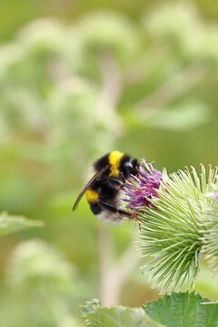 Large earth bumblebee (Bombus terrestris), on a flower of the field thistle (Cirsium arvense), Wilnsdorf, North Rhine-Westphalia, Germany