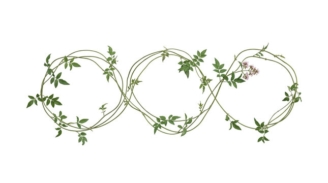 Intertwined leafy vines forming an infinity symbol with small pink flowers on transparent background foliage greenery tendrils plant botanical flora loop interwoven