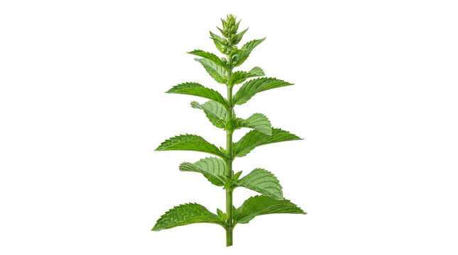 A single sprig of vibrant green mint plant is isolated on transparent background peppermint spearmint herb herbal foliage leaves leaf botanical flora