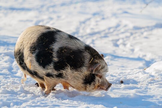 A Kunekune pig (sus scrofa domesticus), a domestic breed from New Zealand, searches for food on a snow-covered pasture on a cold winter day. Captive, Austria