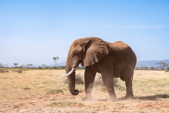 African elephant (Loxodonta africana) in the savannah, Samburu National Reserve, Samburu County, Kenya
