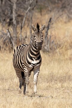 Cape mountain zebra (Equus zebra zebra) adult animal standing in savannah grassland, Limpopo, South Africa