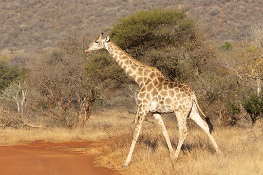 Southern giraffe (Giraffa giraffa) adult animal in a savannah grassland, Limpopo, South Africa