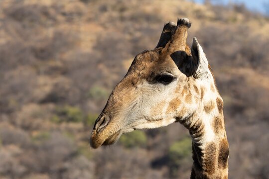 Southern giraffe (Giraffa giraffa) adult animal head portrait, Limpopo, South Africa