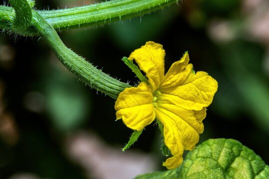 Flower of a cucumber plant (Cucumis sativus), snake cucumber, close-up, Baden-W&uuml;rttemberg, Germany