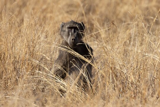 Chacma baboon (Papio ursinus) adult ape animal in a savannah grassland, Limpopo, South Africa