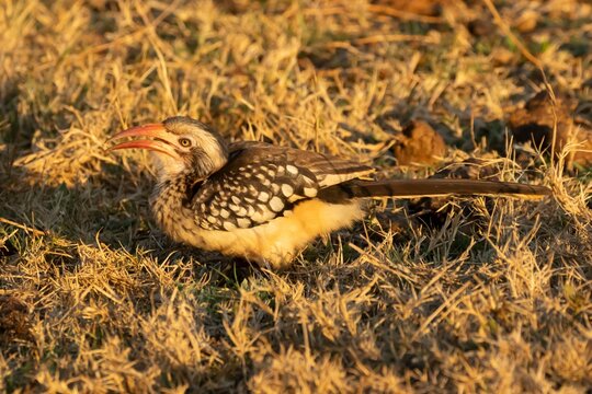 Red billed hornbill (Tockus erythrorhyncus) adult bird feeding on the ground, Limpopo, South Africa