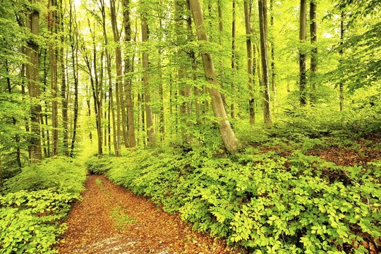 Forest path through Common beeches (Fagus sylvatica), leaf shoot, Lindenberg, Canton Aargau, Switzerland