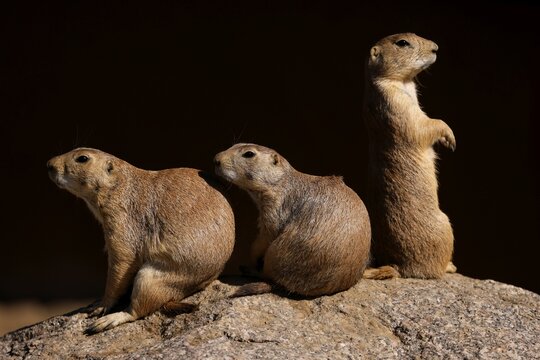 Three black-tailed prairie dogs (Cynomy ludovicianus) sitting on a rock, France