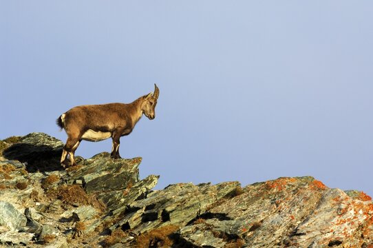 Young Alpine Ibex (Capra ibex), Canton of Valais, Switzerland