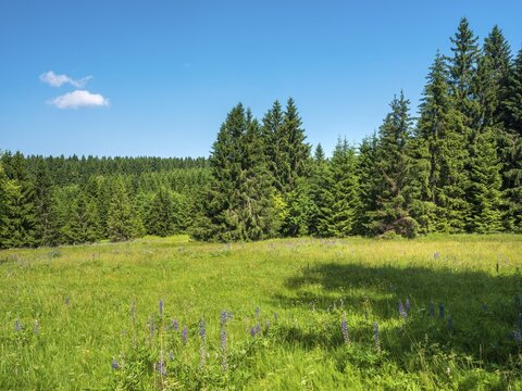 Natural, species-rich mountain meadow near Schmiedefeld in the Thuringian Forest, Gehlberg, Thuringia, Germany