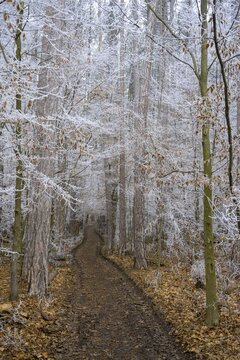Forest path and hoarfrost, St.Veit, Lower Austria, Austria