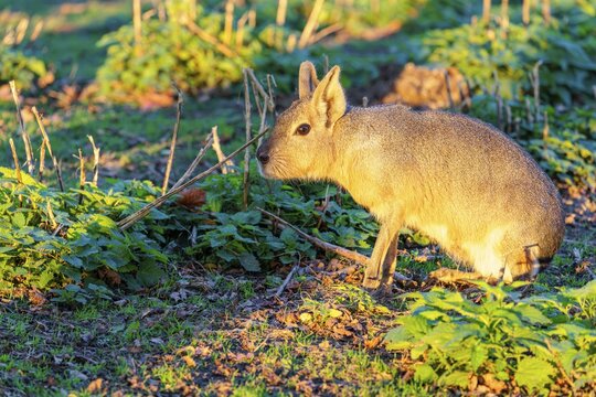 A Patagonian mara (Dolichotis patagonum) sits in a green meadow in late light. Patagonia, Argentina
