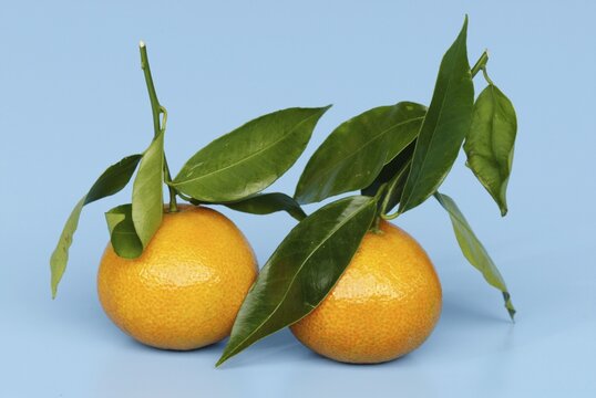 Mandarin Oranges (Citrus reticulata)