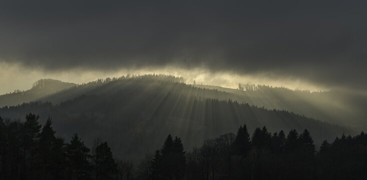 Forest with fog in backlight, Kaumberg, Lower Austria, Austria