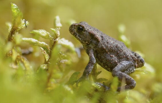 Bufo bufo, common toad, toad, amphibians, amphibians, young animal, juvenile, toad migration, amphibians