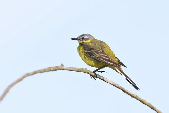 Yellow Wagtail (Motacilla flava) on a twig, D&uuml;mmer, Lake D&uuml;mmer, Ochsenmoor, H&uuml;de, Lower Saxony, Germany