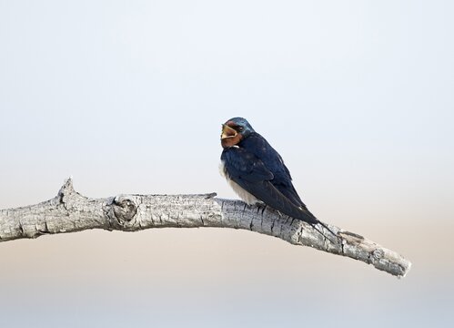 Barn Swallow (Hirundo rustica) sitting on branch, calling, Lake Neusiedl, Burgenland, Austria