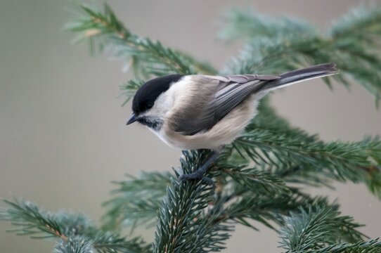 Marsh tit, parus palustris, poecile palustris, swamp tit, birds, tits, passeri, songbirds, tits, birds