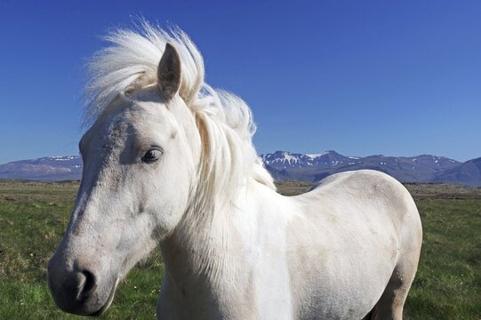 White Icelandic horse looks curiously into the camera, wide landscape and snow-covered mountains, Selfos, Iceland