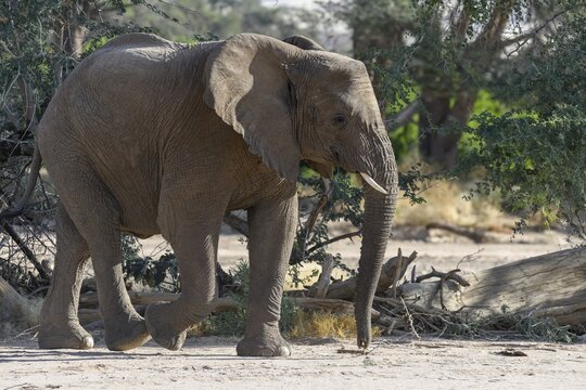 Desert elephant (Loxodonta africana) in the Ugab dry river, Damaraland, Kunene region, Namibia