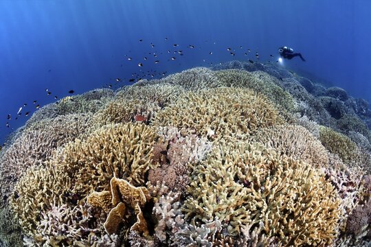 Diver swims over coral reef, reef top, densely overgrown with Steinkoralle sp. (Porites attenuata), front left, yellow, Blade firel coral (Millepora platyphylla), Pacific, Sulu Sea, Tubbataha Reef National Marine Park, Palawan Province, Philippines
