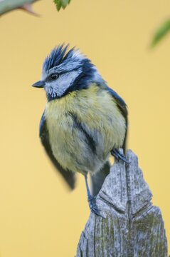 Blue tit, parus caeruleus, birds, garden, garden fence, garden fence, high size, portrait format, tits, passeri, songbirds, songbirds, tits, birds