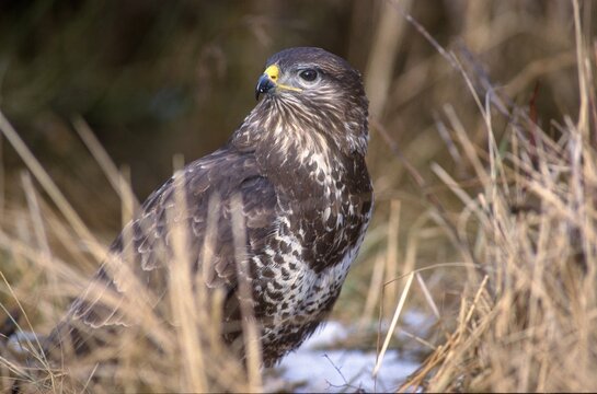 Accipitriformes, Buteo Buteo, Buzzard, Buzzard, Birds of Prey, Raptors, Birds