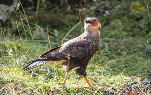 Crested Caracara (Caracara plancus), Pumal&iacute;n Douglas Tompkins National Park, Ruta de los Parques, Patagonia Verde, Los Lagos, Chile