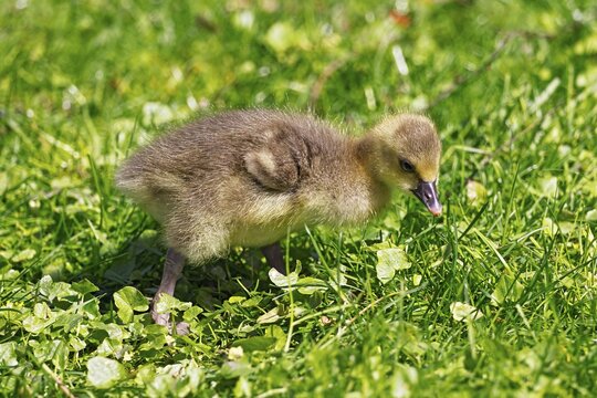 Greylag goose (Anser anser) chick, gosling in a meadow, animal child, Schleswig-Holstein, Germany