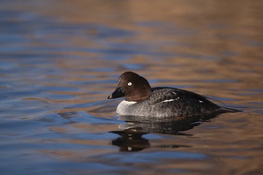 Goldeneye adult female duck (Bucephala clangula) on a lake, England, United Kingdom