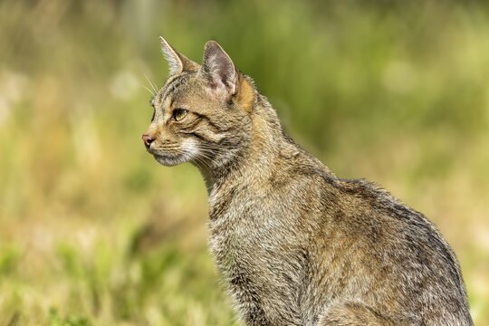 A wildcat in profile sitting in the grass and observing its surroundings, Wildcat (Felis silvestris), Germany