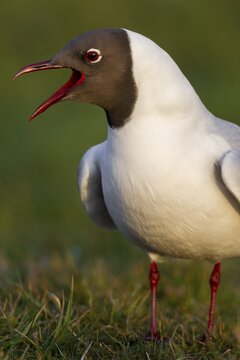 The black-headed gull (Chroicocephalus ridibundus) gets its name from its call, which is reminiscent of a MOCKING LAUGH, summer plumage, breeding plumage, gull's cry, gull's call, seabird, shorebird, coastal bird, April, Germany