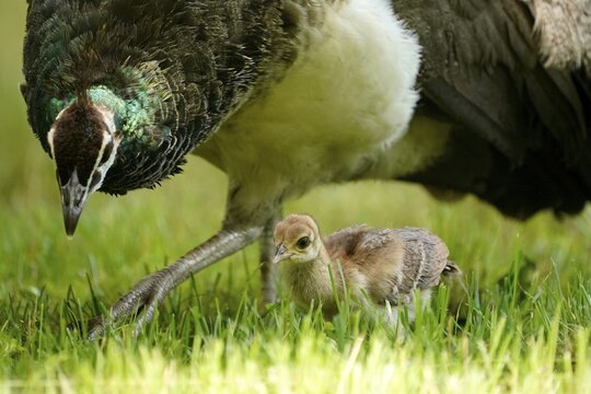 Indian peafowl (Pavo cristatus) with chicks in meadow, Captive, Germany