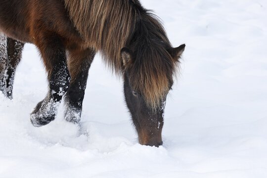Icelandic horse (Equus islandicus) searching for food under snow cover on winter pasture, young horse, Schleswig-Holstein, Germany