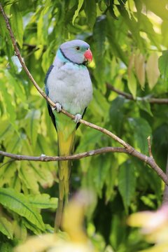 Blue-winged parakeet (Psittacula columboides), adult, sits on twig, Mount Lofty, South Australia, Australia
