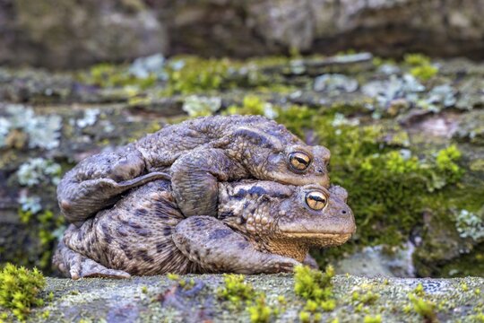 Common toad (Bufo bufo), mating, Littlewood Ranch, Limbach, Tyrol, Austria