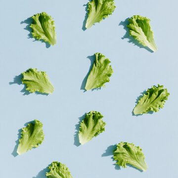 Fresh green lettuce leaves arranged in a neat pattern on a cool grey surface, bright and crisp for food safety and health concepts