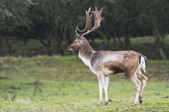 Fallow deer (Dama dama), Province of North Holland, Netherlands