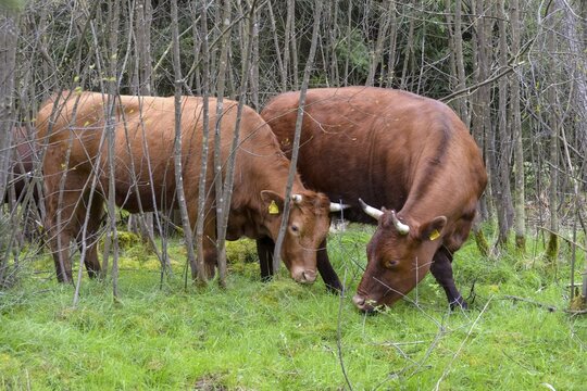 Artiodactyla, Bavaria, Bos Taurus sspec.5, cattle, even-toed ungulate, high-altitude cattle, Upper Palatinate, cloven-hoofed cattle, Tirschenreuth, Waldnaab, Waldnaabaue, wild willows Waldnaabaue, domesticated animals, extensive grazing, forest pasture, feeding marks, pet, mammals, mammals, bite, forest pasture